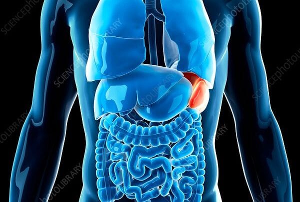 Guérir la rate naturellement