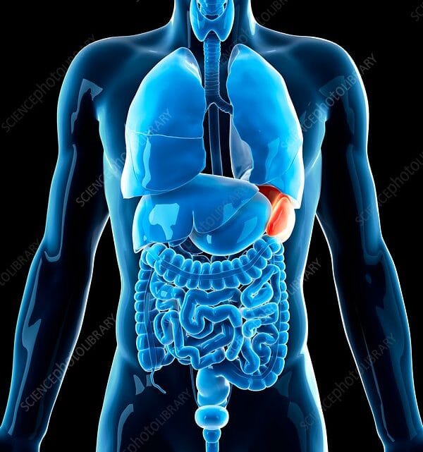Guérir la rate naturellement