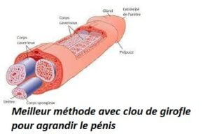 Agrandissement Naturel du Pénis