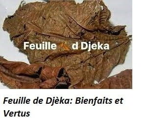 Djèka Bienfaits Utilisations