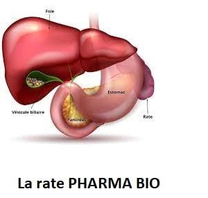 Maladies de la Rate