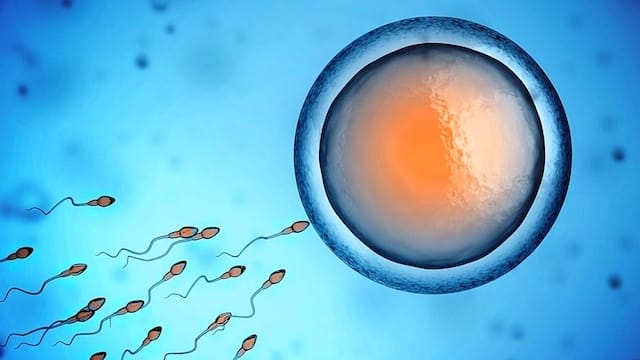 Traiter azoospermie excrétoire naturellement