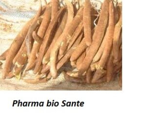 Bienfaits néré Parkia Biglobosa