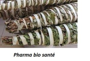 Le Kinkéliba bienfaits et vertus