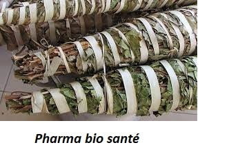 Le Kinkéliba bienfaits et vertus