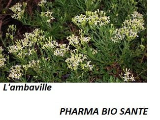 L'ambaville bienfaits et vertus