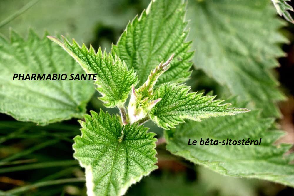 Quelle plante pour infection de prostate — free download