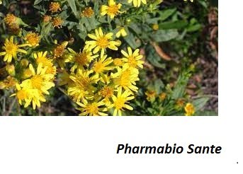 Synéchie traitement Soigner naturellement synéchie utérine