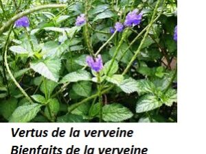 Vertus de la verveine Bienfaits de la verveine