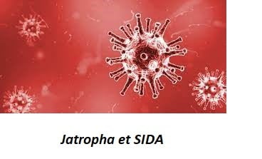 Jatropha et SIDA