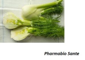 Bienfaits et Vertus de Fenouil