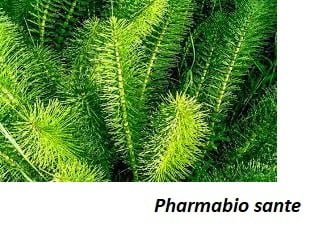 La prêle Bienfaits et Vertus de la prêle