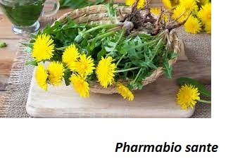 Les bienfaits et vertus secrètes du pissenlit