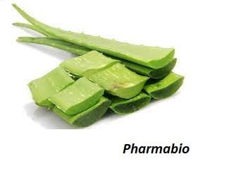 Agrandir son pénis avec de l'Aloe Vera