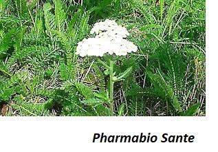 L’achillée millefeuille : Achillée des collines