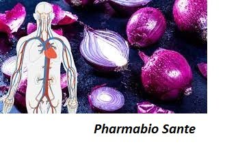 L'immunité et l'oignon