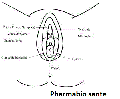 Soigner une bartholinite naturellement