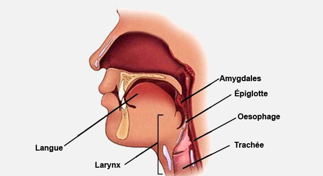 Laryngite Traitement Naturel
