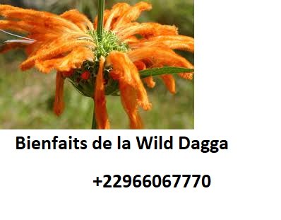 Bienfaits de la Wild Dagga