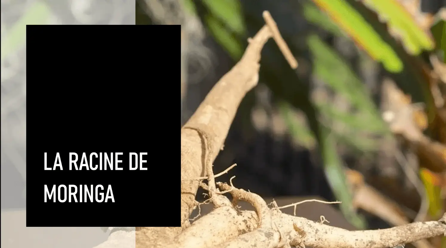 Racine de moringa bienfaits