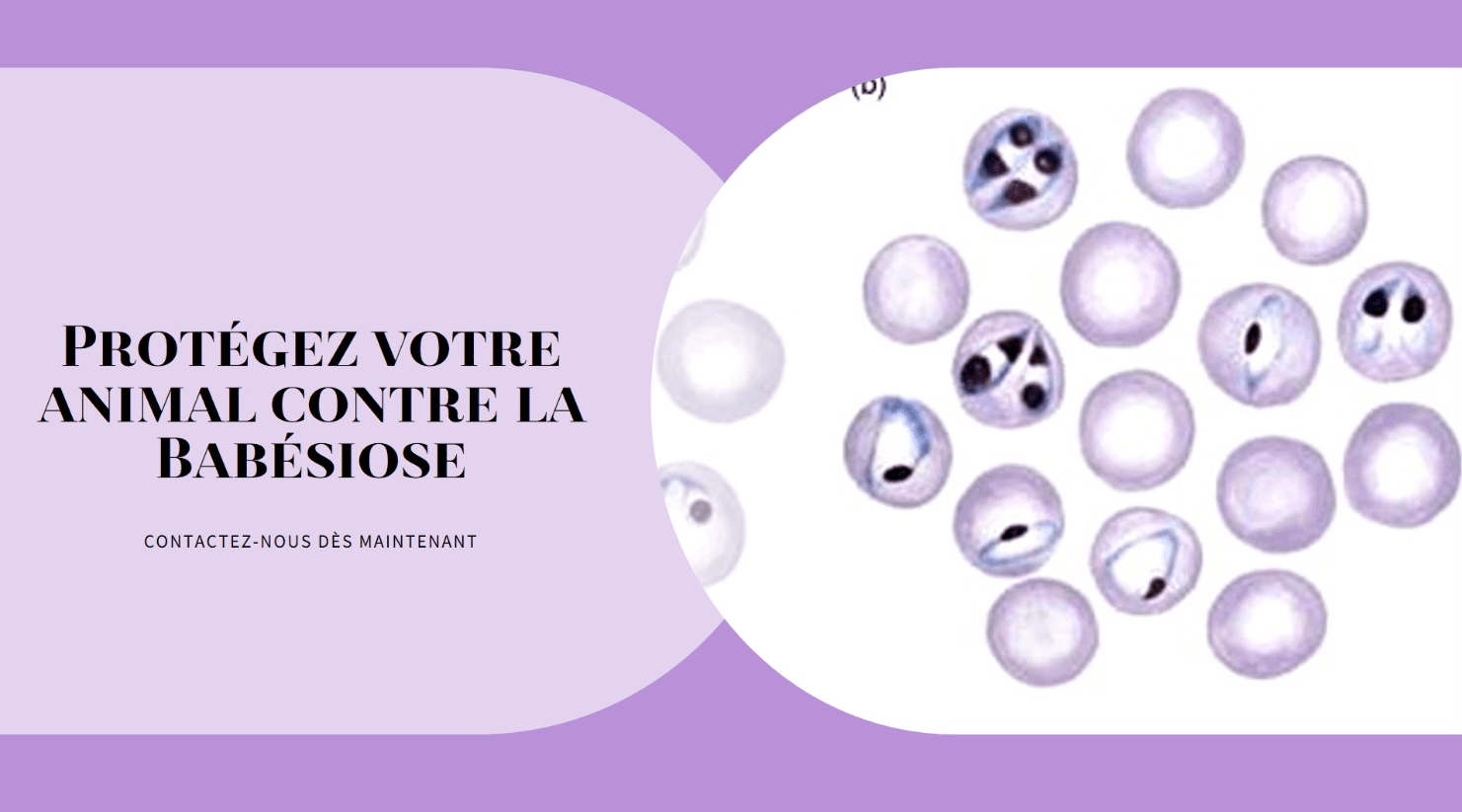 La Maladie de la Babésiose