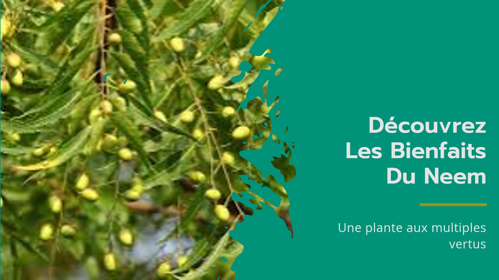 Bienfaits du neem