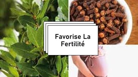 Feuille de Laurier et Fertilité