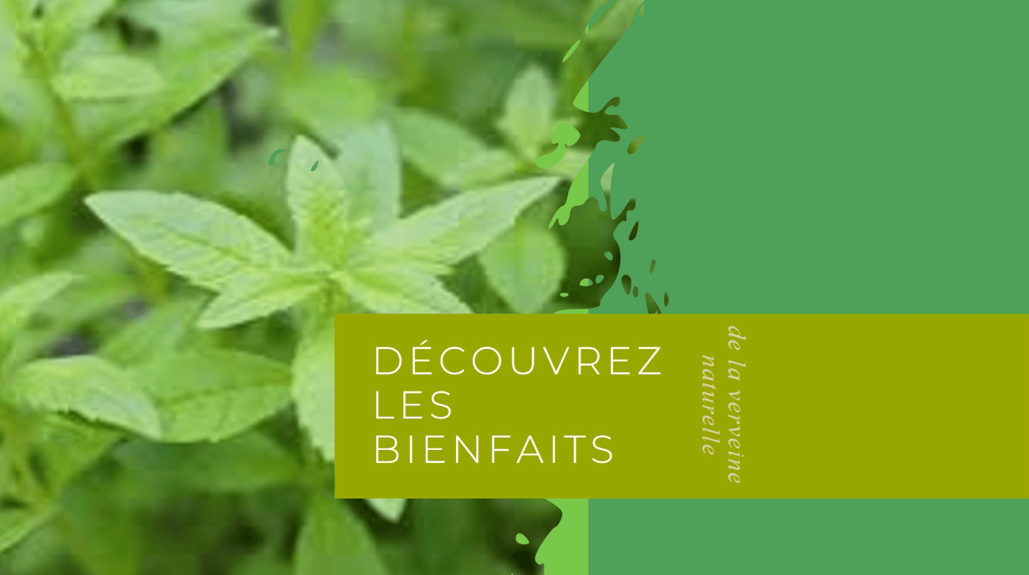bienfaits de la verveine