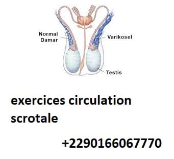 exercices circulation scrotale