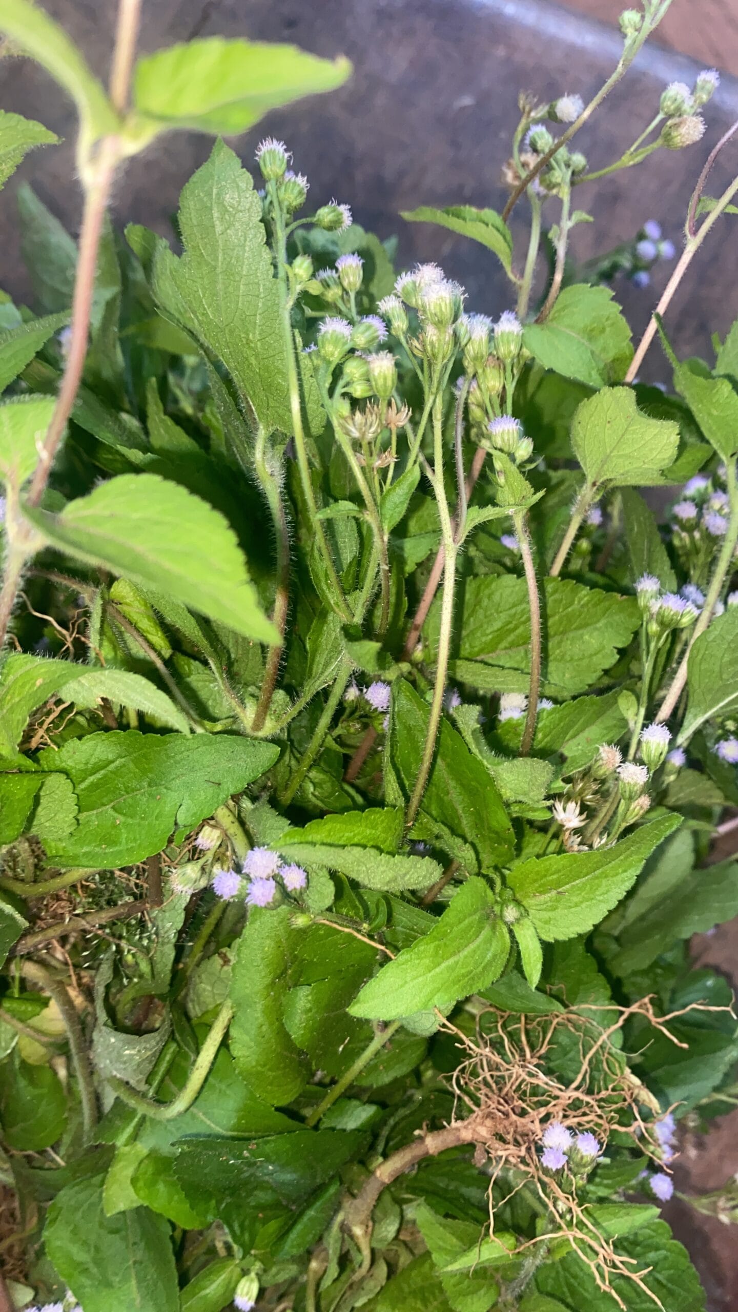 Roi des herbes et grossesse