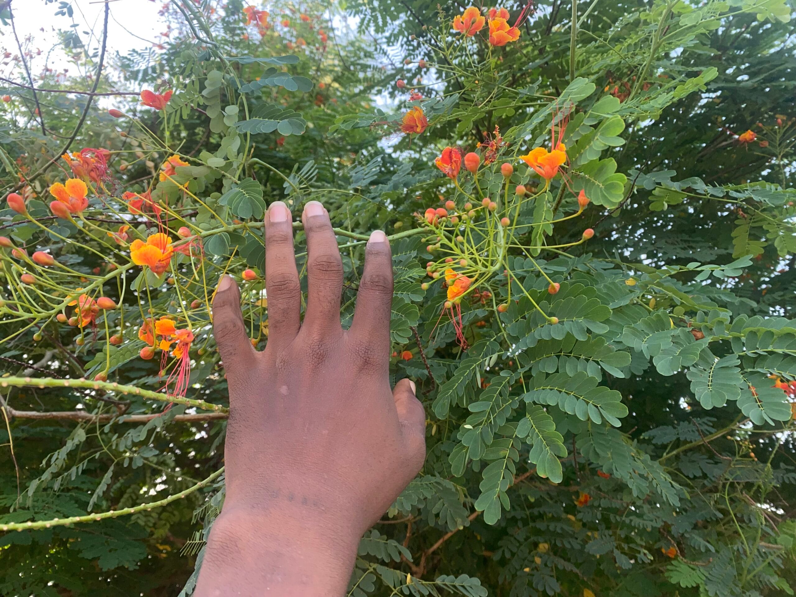 Plantes africaines aux vertus médicinales