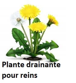 Plante drainante pour reins