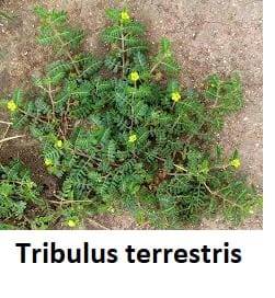 Booster de testostérone naturel