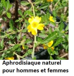 Aphrodisiaque naturel pour hommes et femmes