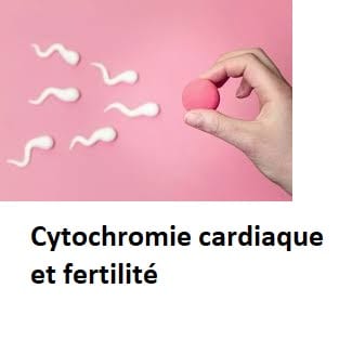 Cytochromie cardiaque et fertilité