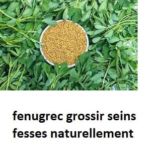fenugrec grossir seins fesses naturellement