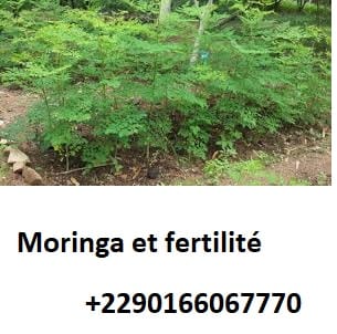 Moringa et fertilité