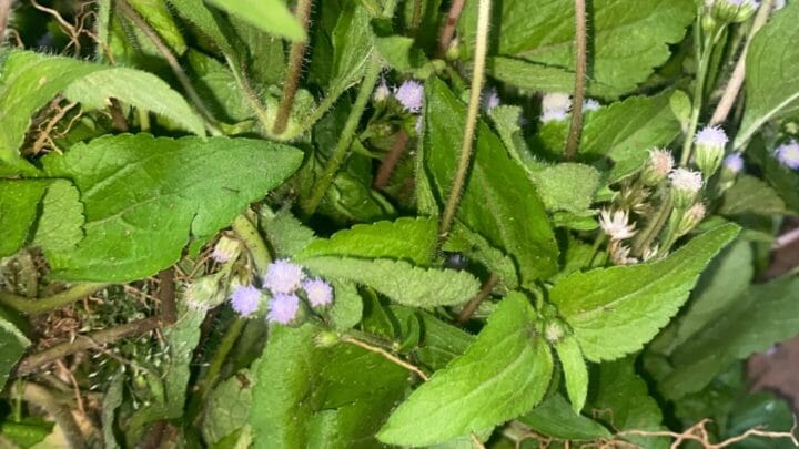 Fertilité et Trompes Débouchées