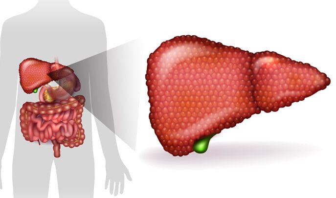 HEPATO+ et l’hépatite B