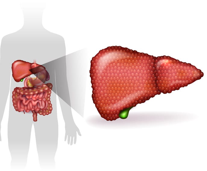 HEPATO+ et l’hépatite B