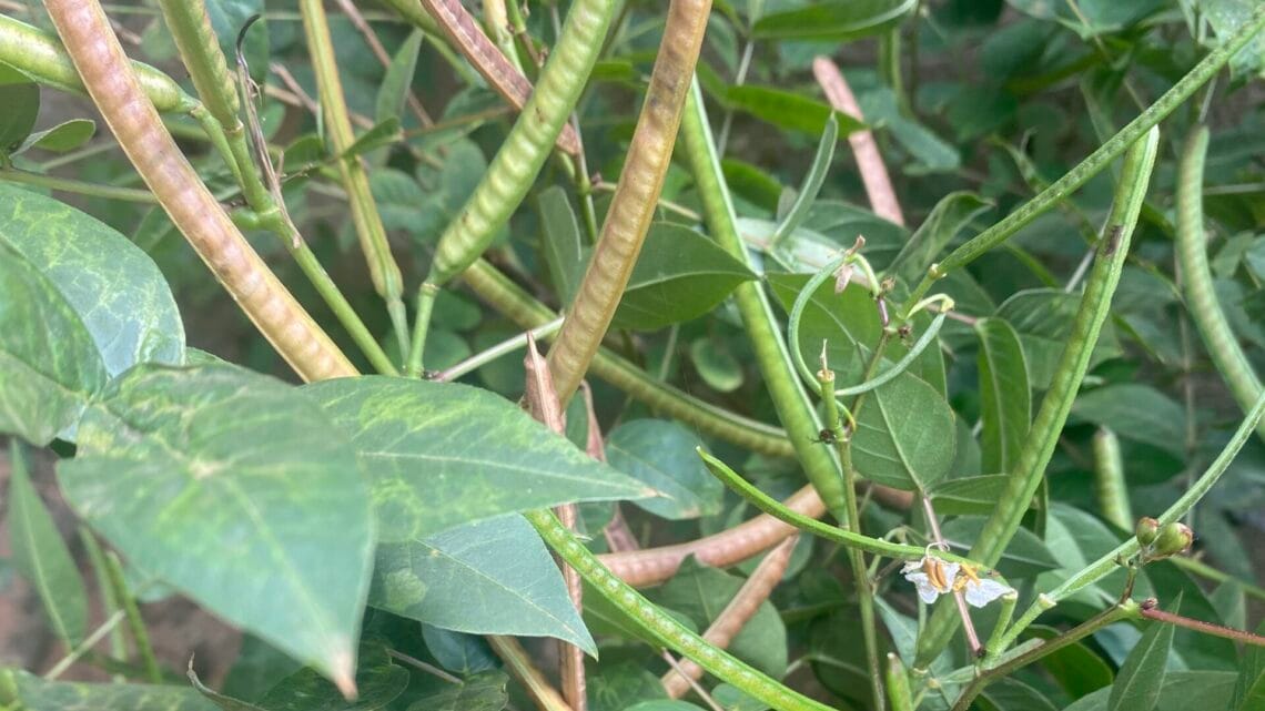 Kinkéliba et Fertilité Traitement Naturel