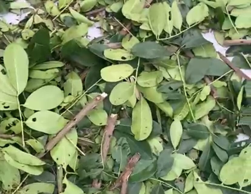 Fagara Zanthoxyloides Plante Traditionnelle