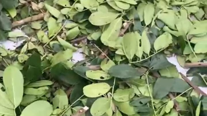 Fagara Zanthoxyloides Plante Traditionnelle