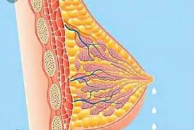 Galactorrhée Solutions Naturelles