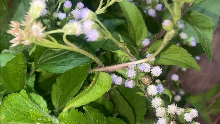 Roi des Herbes Plantes