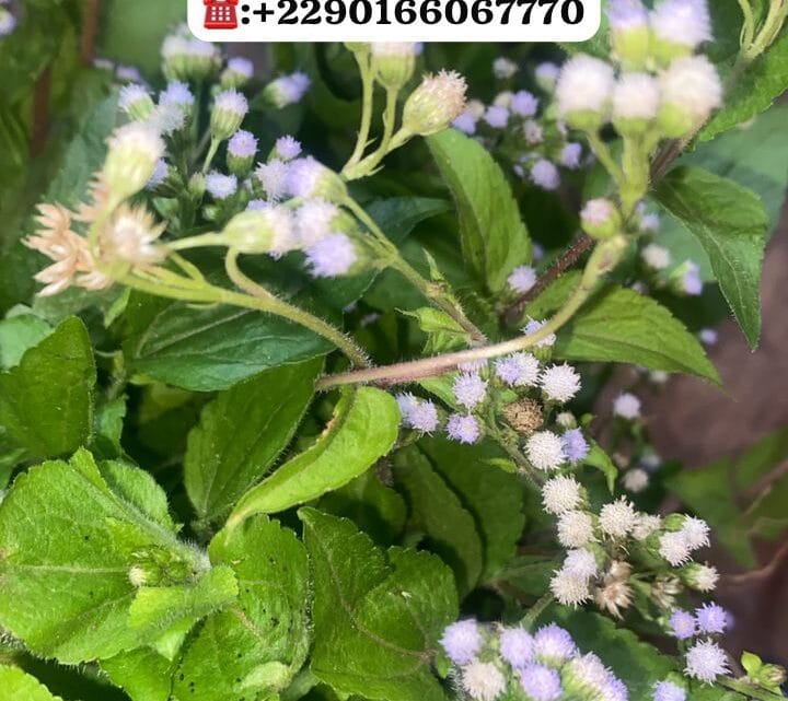 Roi des Herbes Plantes