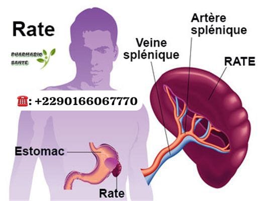Maladie de la Rate Solutions Naturelles