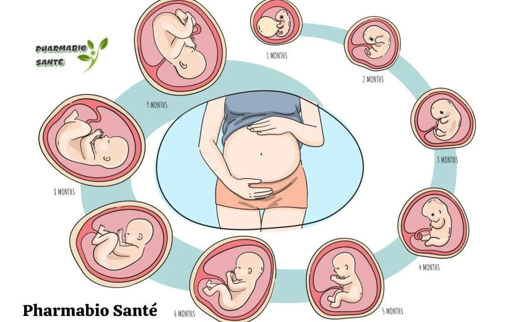 Tomber Enceinte Astuces Naturelles