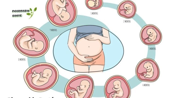 Tomber Enceinte Astuces Naturelles