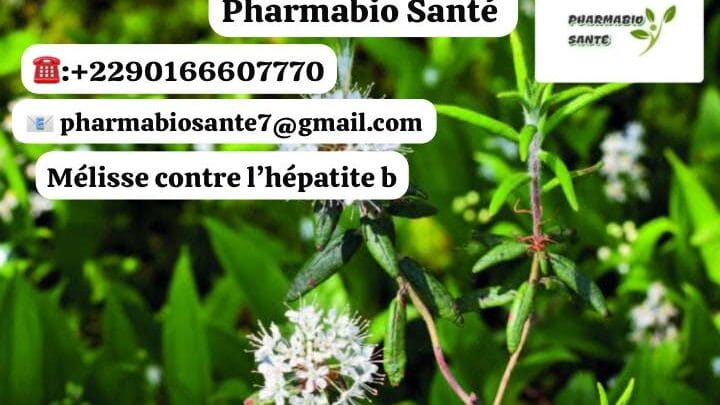 Utiliser mélisse hépatite B
